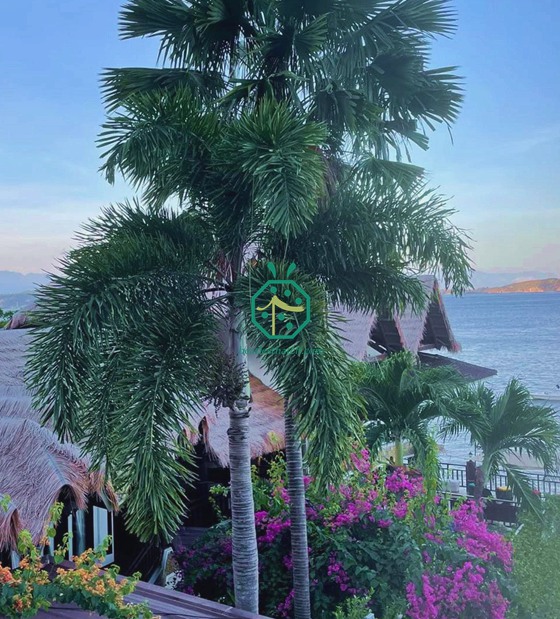coberturas de palha sintética para estância de mergulho em batangas nas filipinas